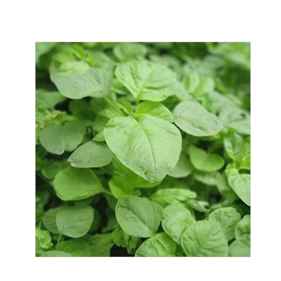 Green Amaranth - 5Kg - Image 2