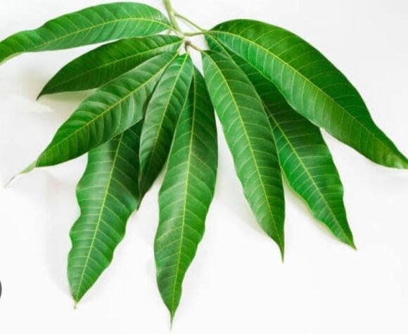Fresh Mango Leaf - 1Kg