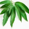 Fresh Mango Leaf - 1Kg