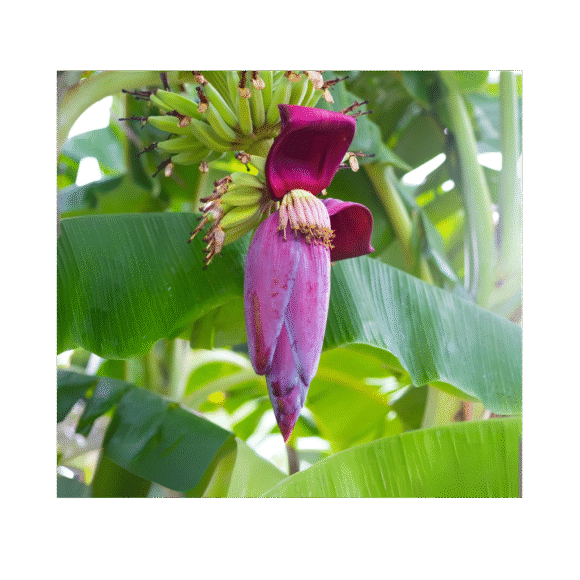 Banana Flower - 5kg - Image 3