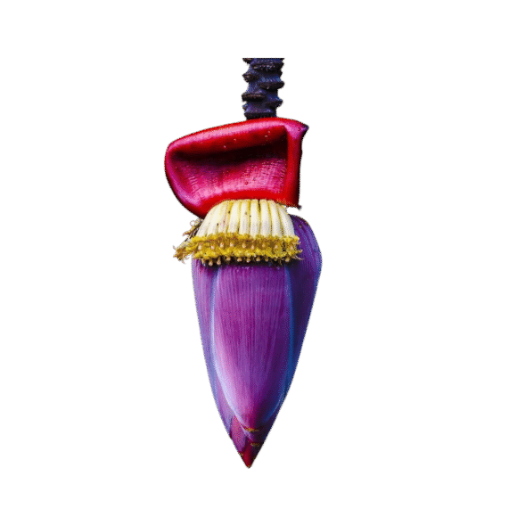 Banana Flower - 5kg