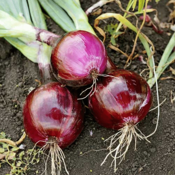 Bengali Red Onion - 10kg - Image 3