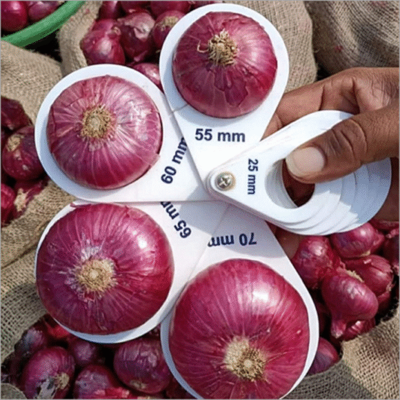 Bombay Onion - 10kg - Image 2