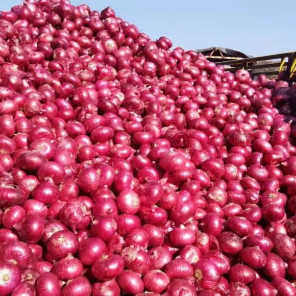 Bombay Onion - 10kg - Image 3