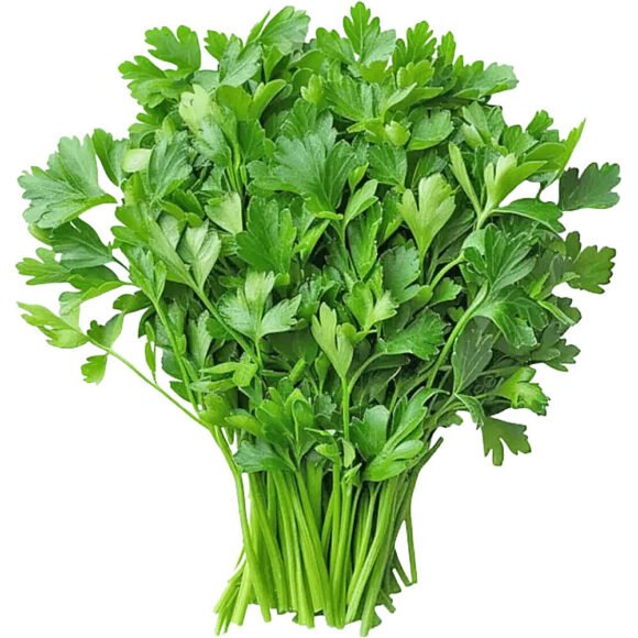 Coriander Leaves - 20bunch