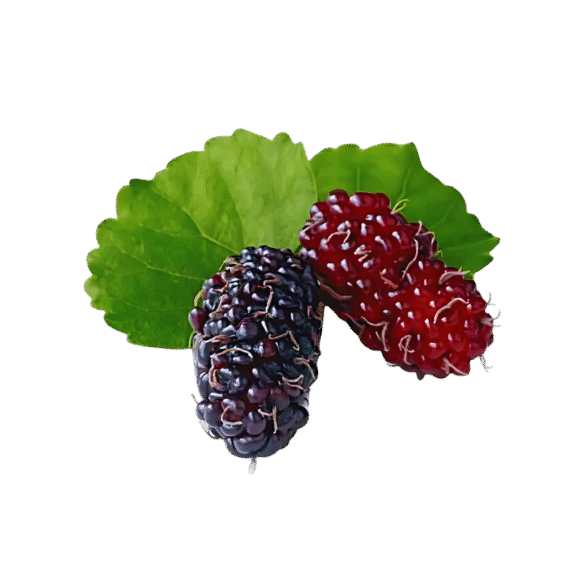 Fresh Mulberry - Image 2