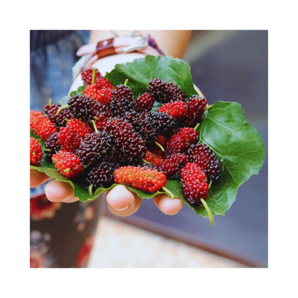 Fresh Mulberry - Image 3