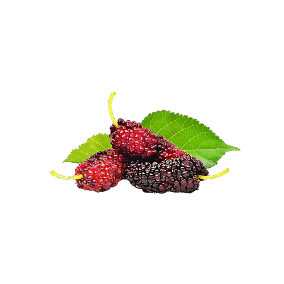 Fresh Mulberry