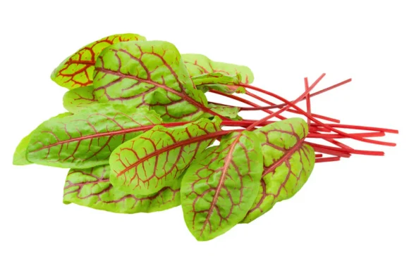 Sorrel/Mangold Leaves - 12 bunches - Image 2