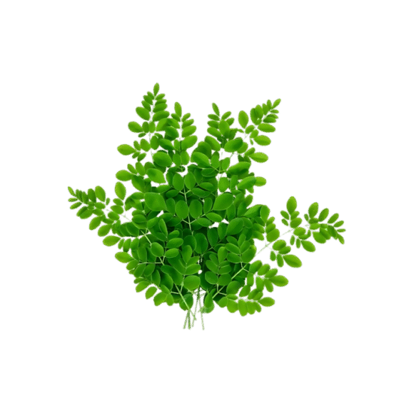 Drumstick Leaves - 3kg